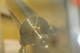 photo - whole telescope