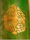 photo - detail