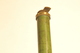 photo - eyepiece