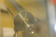 photo - whole telescope